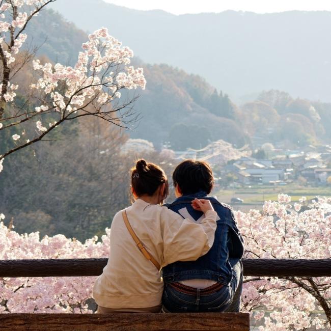A couple sits on a bench enjoying the cherry blossoms in spring in Japan.